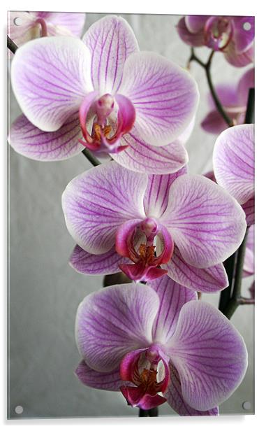 Phalaenopsis Orchid Acrylic by Wayne Molyneux