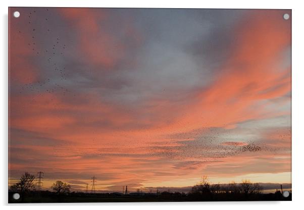 Starlings over Crewe Acrylic by Wayne Molyneux