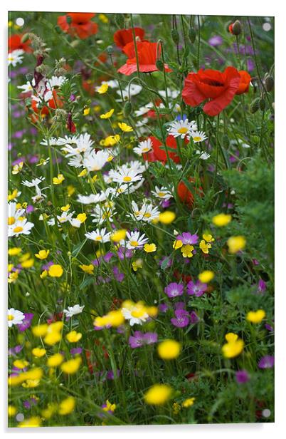 Wild Flower Meadow Acrylic by Wayne Molyneux
