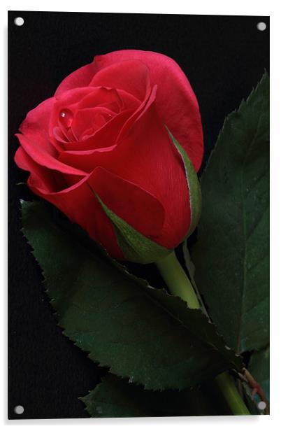 Single Red Rose Acrylic by Wayne Molyneux