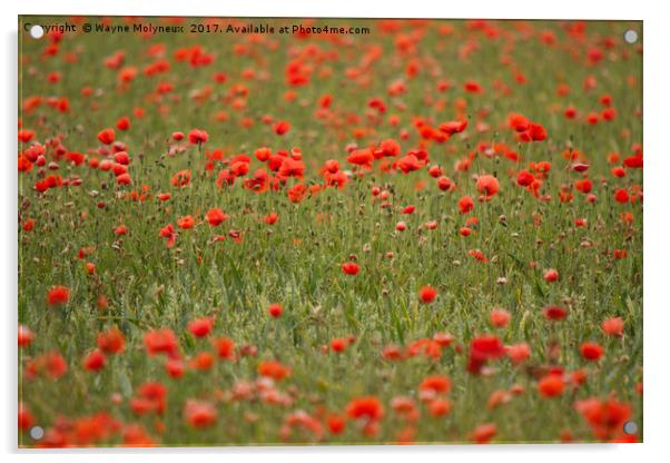 In Flanders Fields Acrylic by Wayne Molyneux