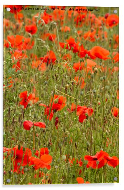 Poppies Acrylic by Wayne Molyneux