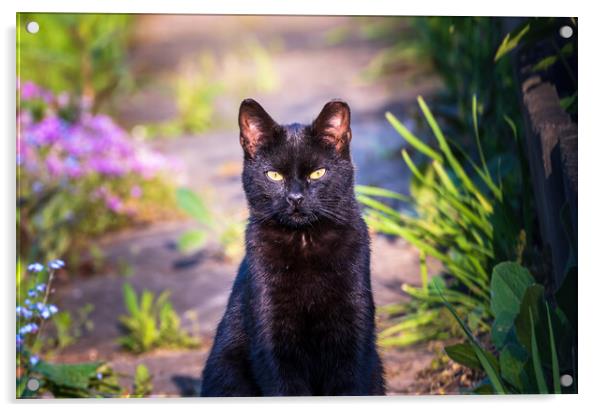 Portrait of a black cat or bombay cat looking or staring while sitting still. Felis silvestris, Felis catus Acrylic by Arpan Bhatia