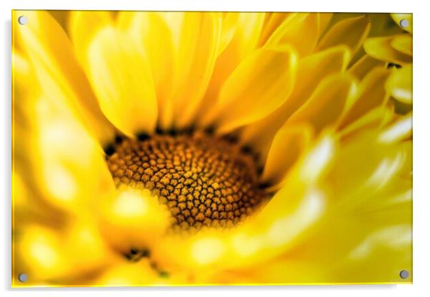 Vibrant yellow daisy sunflower extreme macro close up shot selective focus and gradually going out of focus petals. Beauty in nature background or wallpaper fine art Acrylic by Arpan Bhatia