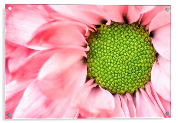 echinacea purpurea moench Exteme macro close up selective focus of a purple pink daisy cone flower with petals. Beauty in nature background or wallpaper fine art. Acrylic by Arpan Bhatia