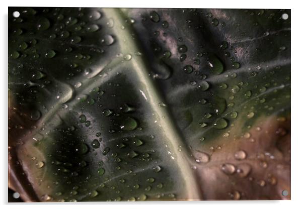 Alocasia is known usually as the Kris Plant or Elephant Ear. Abstract macro of a houseplant leaf, unique alien looking leaves. Large protruding white veins Acrylic by Arpan Bhatia