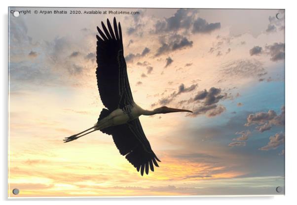 Flying painted stork bird before the dramatic suns Acrylic by Arpan Bhatia