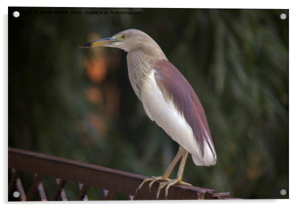 Indian pond heron bird Acrylic by Arpan Bhatia