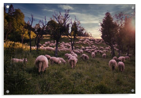 Bielsko Biala, South Poland: Traditional sheep grazing in the open field of Polish Beskid mountain park in the open Silesia Pieniny mountain meadow against dramatic sunset Acrylic by Arpan Bhatia