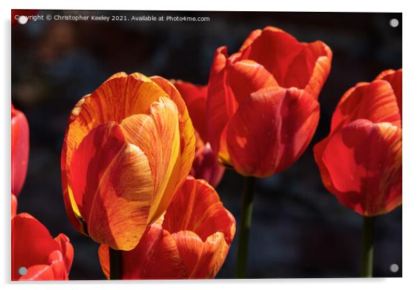 Beautiful orange tulips Acrylic by Christopher Keeley