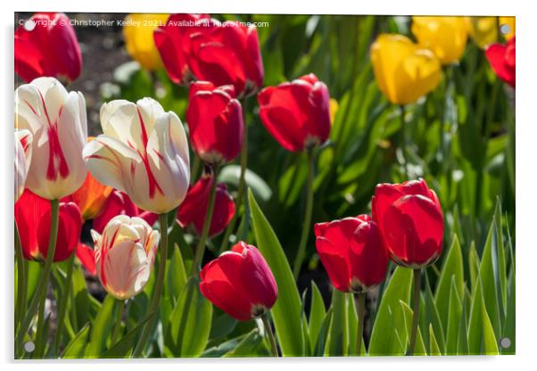 Colourful spring tulips Acrylic by Christopher Keeley