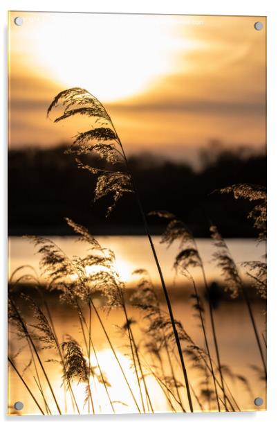 Norfolk Broads golden sunset Acrylic by Christopher Keeley