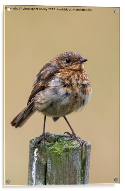 Juvenile robin on a post Acrylic by Christopher Keeley