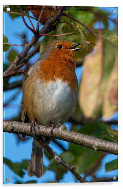 Singing robin redbreast Acrylic by Christopher Keeley