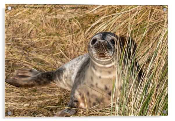 Young seal at Horsey Gap in Norfolk Acrylic by Christopher Keeley