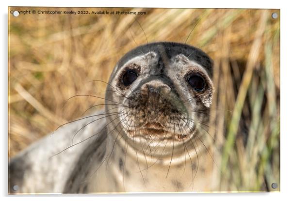 Horsey Gap seal pup Acrylic by Christopher Keeley