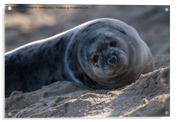 Cute north Norfolk seal pup Acrylic by Christopher Keeley