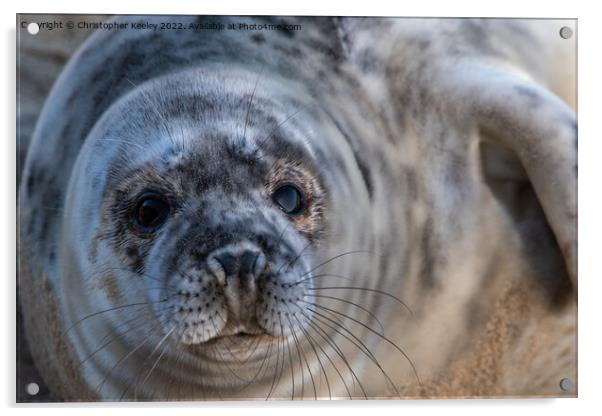 North Norfolk grey seal pup portrait Acrylic by Christopher Keeley