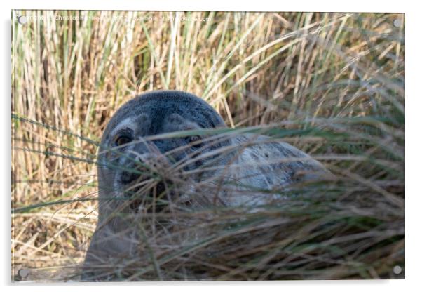 Seal pup in the dunes Acrylic by Christopher Keeley