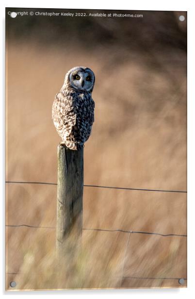 Short eared owl on a post Acrylic by Christopher Keeley