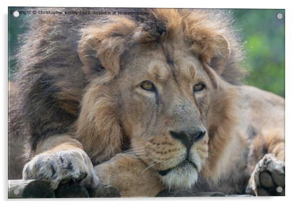 Resting Asiatic male lion Acrylic by Christopher Keeley