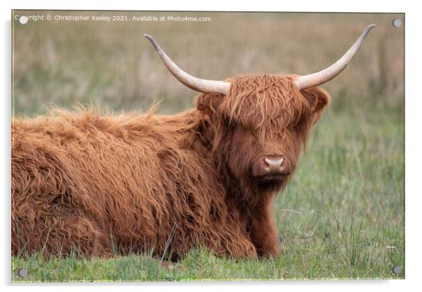 Highland cattle Acrylic by Christopher Keeley
