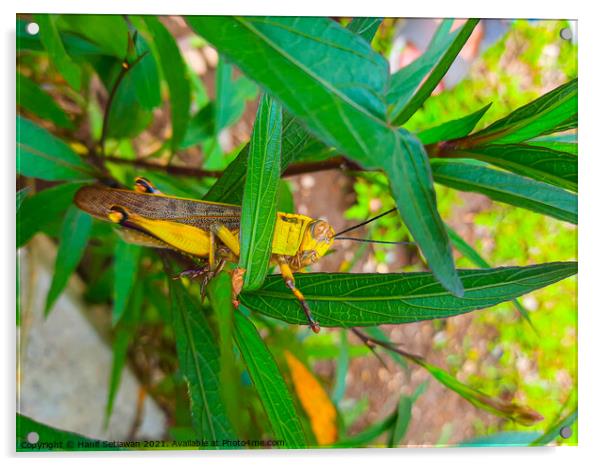 A grasshopper between leaves. Acrylic by Hanif Setiawan