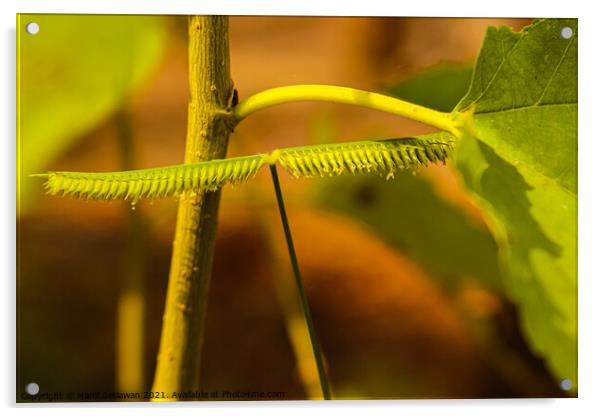 One frayed leaf in macro closeup looks like a centipede. Acrylic by Hanif Setiawan