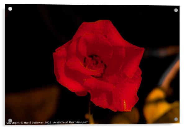 Dark red rose blossom Acrylic by Hanif Setiawan