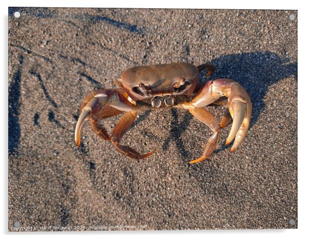 Brown crab on sand looking up to camera 2 Acrylic by Hanif Setiawan