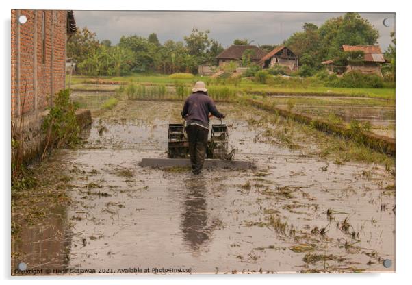 A man plows a village rice field in water on Java Acrylic by Hanif Setiawan