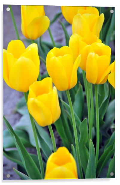 Amsterdam tulips. Acrylic by Dr.Oscar williams: PHD
