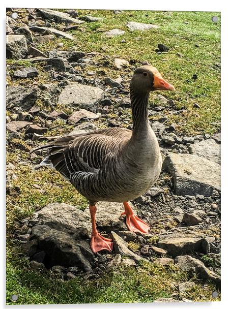 The wandering duck  Acrylic by Paddy 