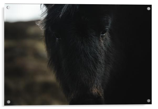 Dartmoor Pony Acrylic by Matt Mears