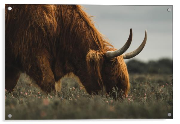 Highland Cow - New Forest Heather Acrylic by Matt Mears