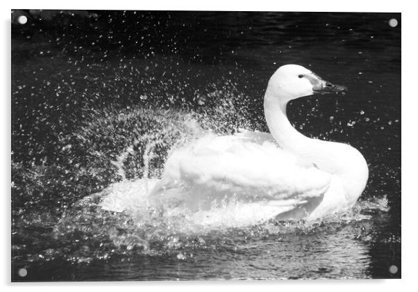 Beautiful Swan Acrylic by Mikhail Pogosov
