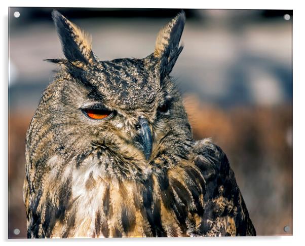 Brown owl closeup. Acrylic by Mikhail Pogosov