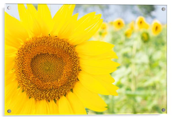Happy Sunflower Acrylic by Paula Tracy