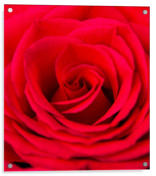 Beautiful Red Rose Acrylic by Paula Tracy