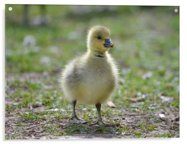 Fluffy greylag gosling  Acrylic by claire chown