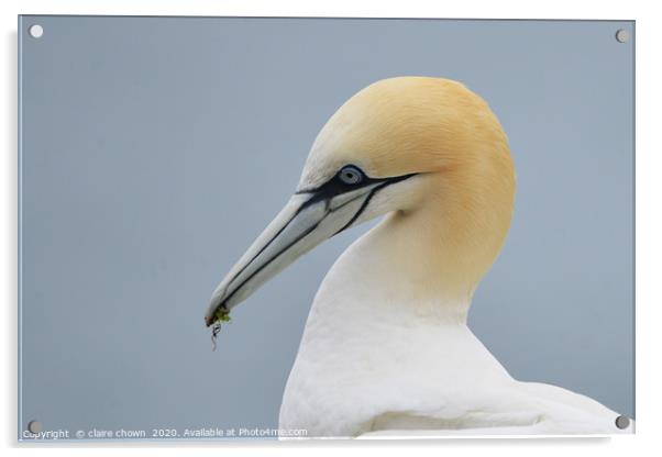 Portrait of a Northern Gannet Acrylic by claire chown