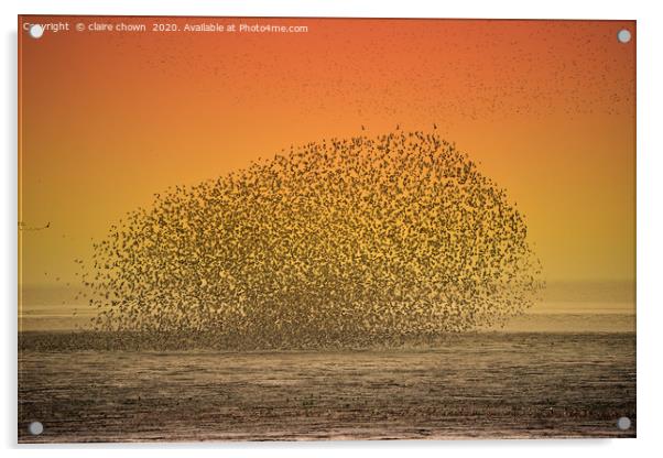Sunset Seabird Murmuration Acrylic by claire chown