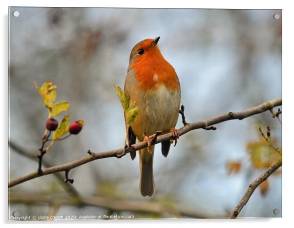 Robin in late autumn afternoon. Acrylic by claire chown