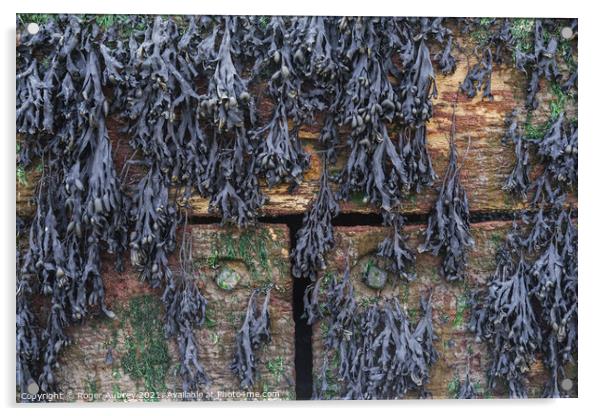 Hanging Seaweed on Wooden Sea break Acrylic by Roger Aubrey