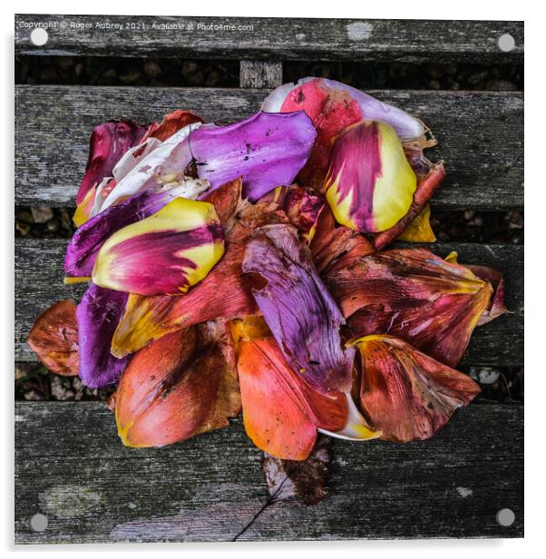 Tulip Petals on wood Acrylic by Roger Aubrey