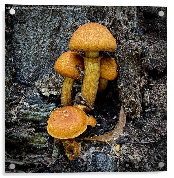 Fungi on a tree trunk  Acrylic by Roger Aubrey