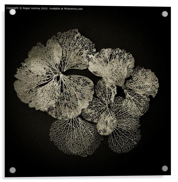 Hydrangea petals in Lace Acrylic by Roger Aubrey