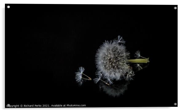 Dandelion seeds Acrylic by Richard Perks