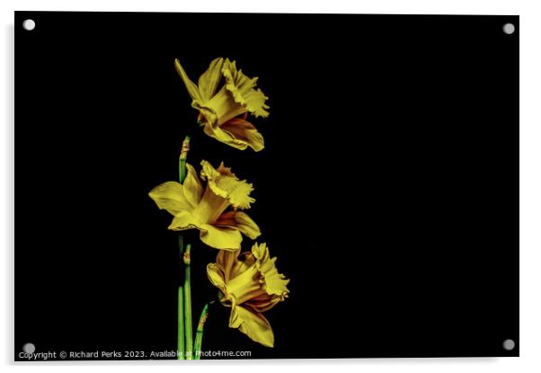 Yellow Daffodils Acrylic by Richard Perks