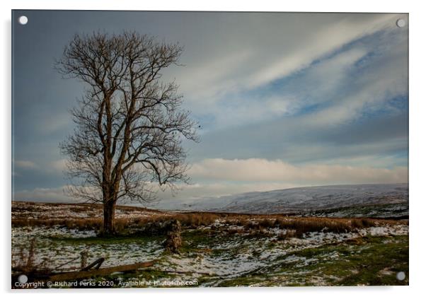Ribblehead lone tree Acrylic by Richard Perks